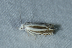 Eucosma striatana