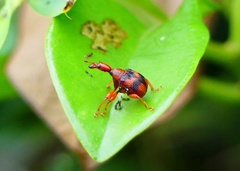 Strigapoderus