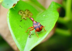 Strigapoderus