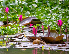 Hydrophasianus chirurgus