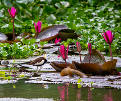 Hydrophasianus chirurgus