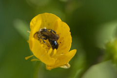 Chelostoma florisomne