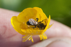 Chelostoma florisomne