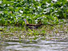 Hydrophasianus chirurgus