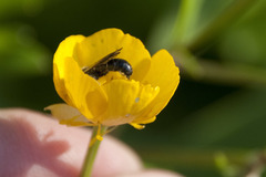 Chelostoma florisomne