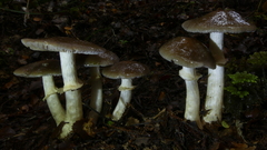 Cortinarius meleagris