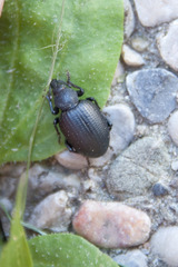 Otiorhynchus gemmatus