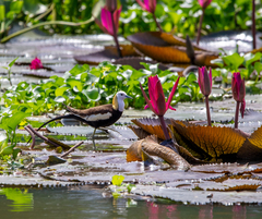 Hydrophasianus chirurgus