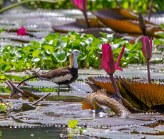 Hydrophasianus chirurgus