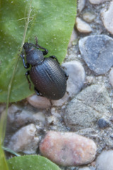 Otiorhynchus gemmatus