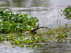 Hydrophasianus chirurgus