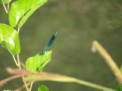 Calopteryx splendens