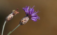 Oocephala staehelinoides