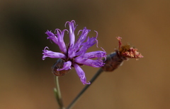 Oocephala staehelinoides