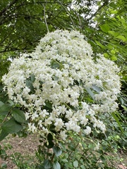 Sambucus williamsii