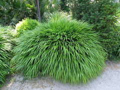 Hakonechloa macra