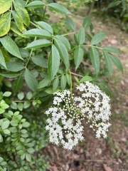 Sambucus williamsii