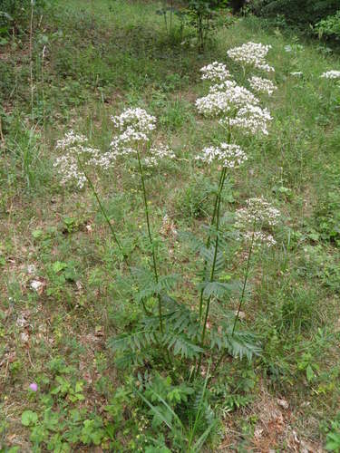 Vaistinis valerijonas