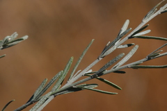 Oocephala staehelinoides