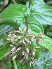 Eupatorium tashiroi