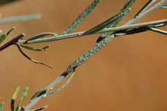 Oocephala staehelinoides