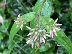 Eupatorium tashiroi
