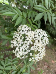Sambucus williamsii