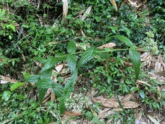Eupatorium tashiroi