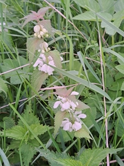 Lamium album