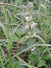 Lamium album