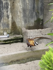 Syrmaticus reevesii
