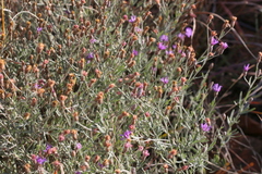 Oocephala staehelinoides