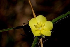 Melhania prostrata