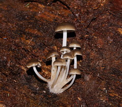 Mycena tuvara