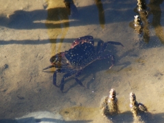 Paragrapsus laevis