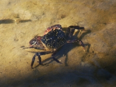Paragrapsus laevis