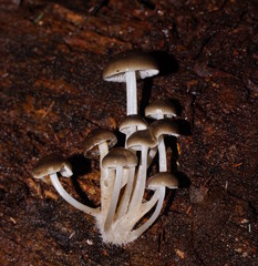 Mycena tuvara