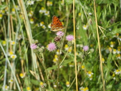 Melitaea phoebe