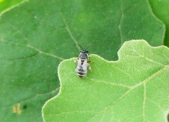 Pachyhalictus