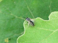 Pachyhalictus