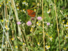 Melitaea phoebe