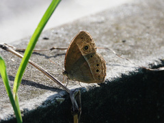 Mycalesis perseoides