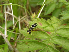 Xanthogramma pedissequum