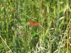 Melitaea phoebe