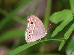Mycalesis perseoides