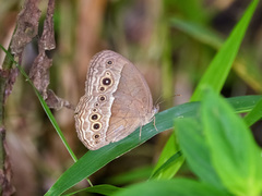 Mycalesis perseoides