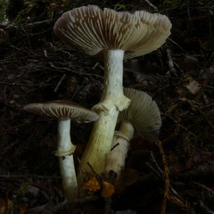 Cortinarius meleagris