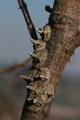Aspidoproctus