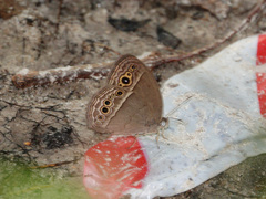 Mycalesis perseoides