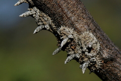 Aspidoproctus